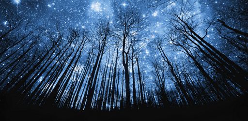 Tree Silhouette Against Starry Night Sky --- Image by Â© Robert Llewellyn/Corbis